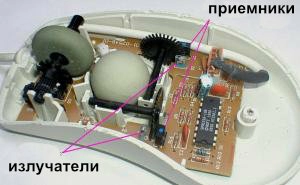 mouse.jpg