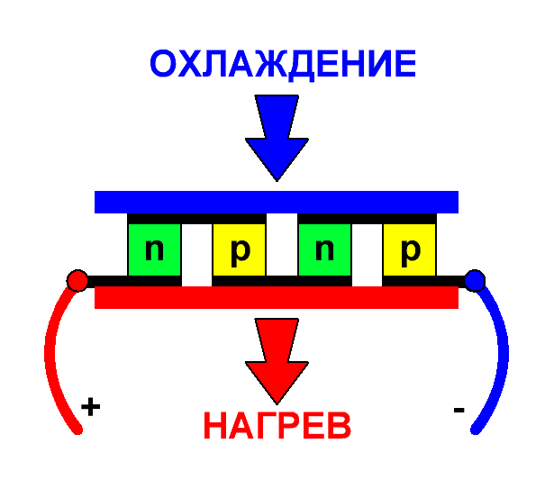 vnutrennee-stroenie-elementa-Pelte.GIF